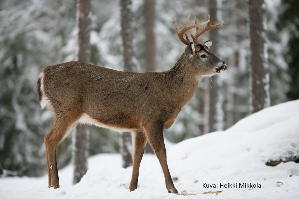 Valkohäntäpeura - Metsästäjäntutkinnon lajintuntemus